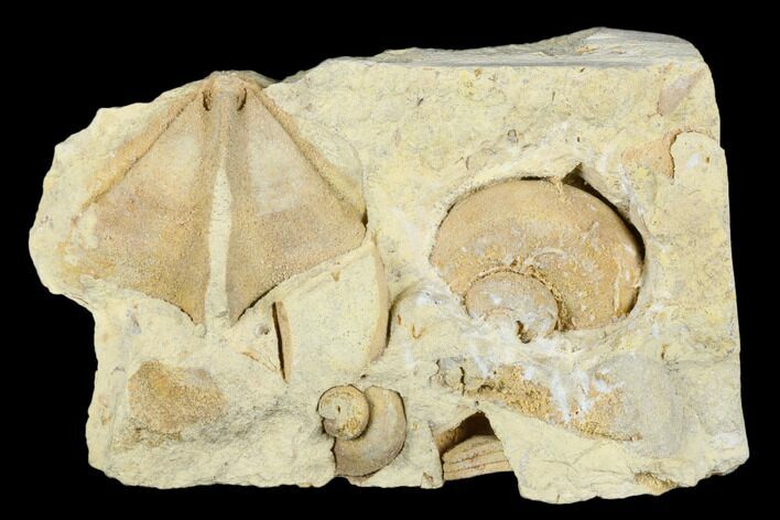Ordovician Fossil Gastropods (Pterotheca & Trochonema) - Wisconsin #174401